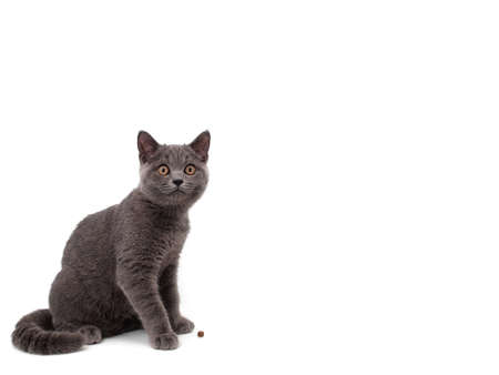 British cat on the white backgroundの写真素材