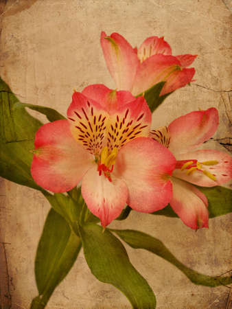 Alstroemeria lily flower texturedの写真素材