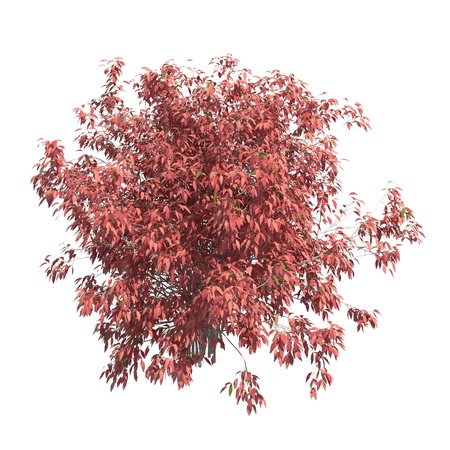 Bush 3d illustration isolated on the white backgroundの写真素材