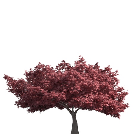 Tree 3d illustration isolated on the white backgroundの写真素材