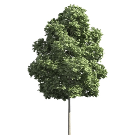 Tree 3d illustration isolated on the white backgroundの写真素材
