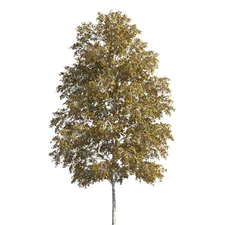 Tree 3d illustration isolated on the white backgroundの写真素材