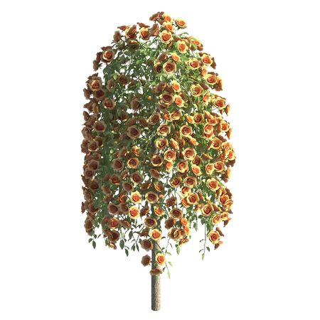 Rose bush 3d illustration isolated on the white backgroundの写真素材