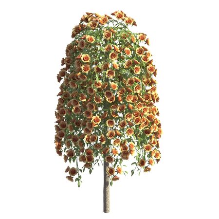 Rose bush 3d illustration isolated on the white backgroundの写真素材