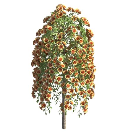 Rose bush 3d illustration isolated on the white backgroundの写真素材