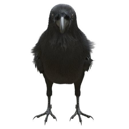 Raven isolated on white background 3d illustrationの写真素材