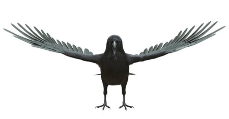 Raven isolated on white background 3d illustrationの写真素材