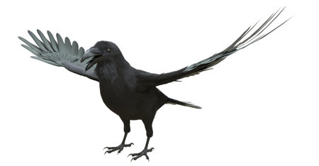 Raven isolated on white background 3d illustrationの写真素材
