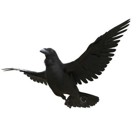 Raven isolated on white background 3d illustrationの写真素材