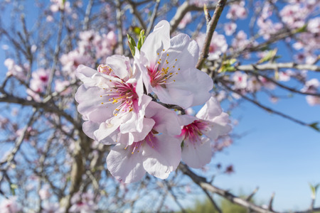 Almond bloom in spring, in a sunny dayの写真素材