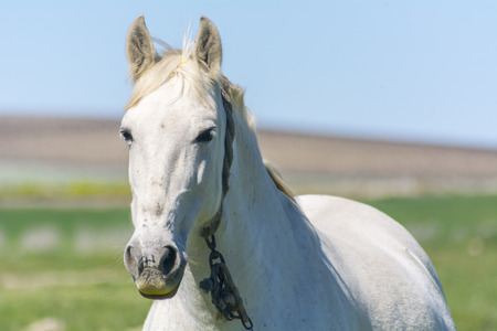 White horse in the countryside, staying relaxedの写真素材
