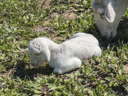 With His mother Newborn lamb in a meadow