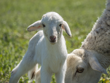 With His mother Newborn lamb in a meadow
