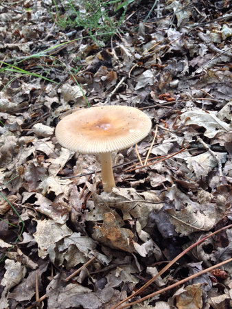 Mushroom among leaves in bleak forestの素材