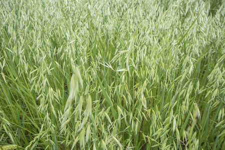 Avena green fieldの写真素材
