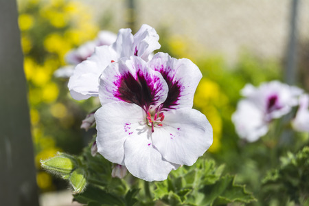 Geranium flowers, Pelargonium, spring timeの写真素材
