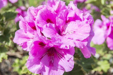 Geranium flowers, Pelargonium, spring time