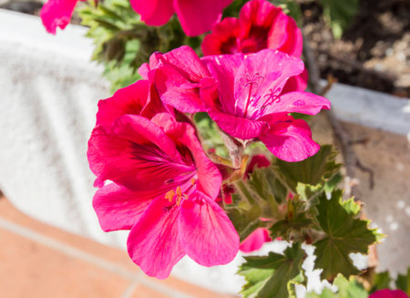 Pelargonium geranium flowers spring timeの写真素材