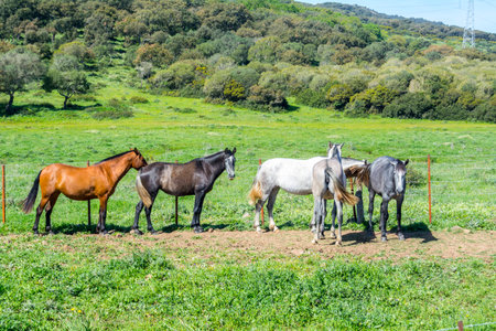 Herd of horses in a meadowの写真素材