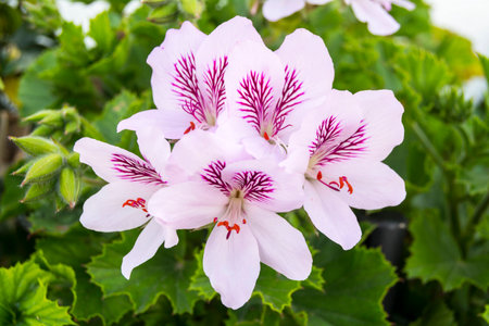 Pelargonium geranium flowers spring timeの写真素材
