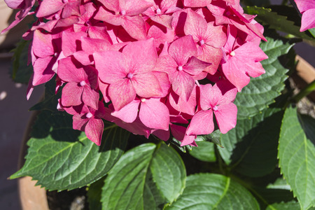 Hydrangea flowersの写真素材