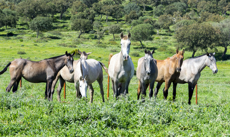 Herd of horses in a meadowの写真素材