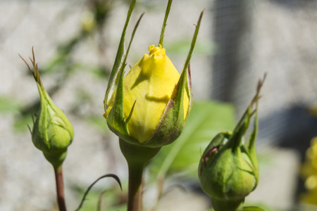 Yellow rose budsの写真素材