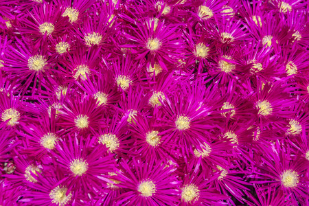 Set of fuchsia flowers with yellow pistilsの写真素材