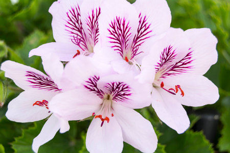 Pelargonium geranium flowers spring timeの写真素材
