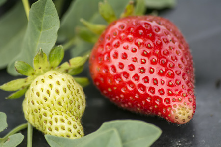 Strawberries on the vine in the gardenの写真素材
