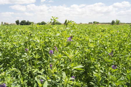 Medicago sativa in bloom (Alfalfa)の写真素材