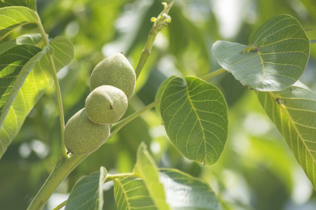 Unripe nuts on the treeの写真素材