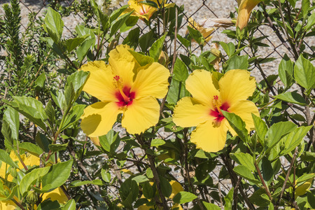 Hibiscus is a genus of flowering plants in the mallow family Malvaceae.の写真素材