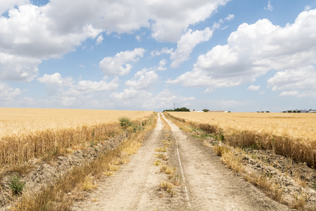 Path through ripe wheat fieldの写真素材