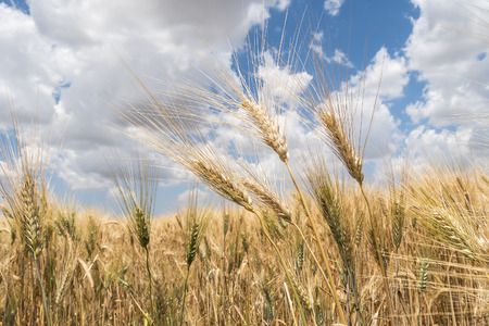 Harvest of ripe wheatの写真素材