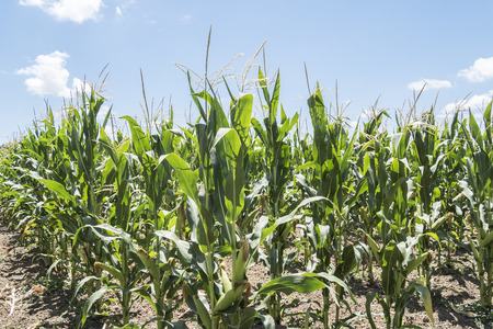 Corn field with unripe cobs in the stalkの写真素材