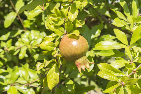 Pomegranate treeの写真素材