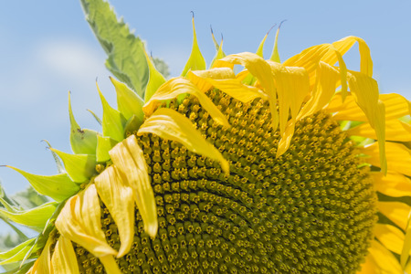 Sunflower in the sunの写真素材