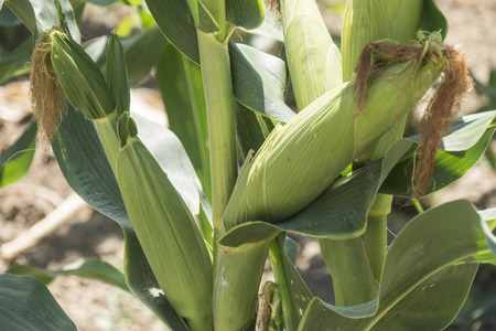Corn field with unripe cobs in the stalkの写真素材