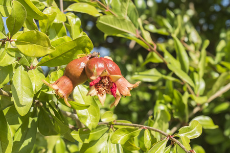 Pomegranate flowerの写真素材
