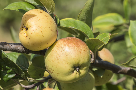 Apples on the tree, apple treeの写真素材
