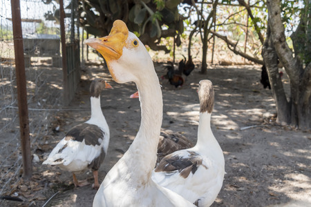 Head of a white Chinese Gooseの写真素材
