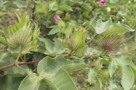 Cotton plant, cotton budsの写真素材