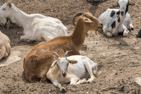 Goats lying restingの写真素材