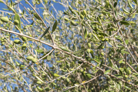 Olives in the olive treeの写真素材