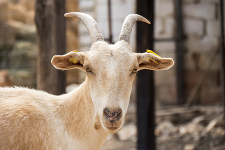 Brown goat in the farmの写真素材