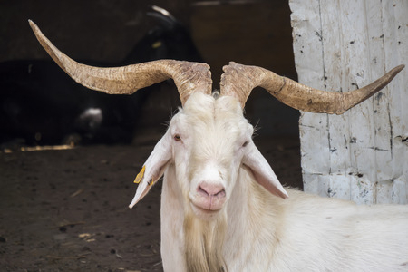 White male goat in the farmの写真素材