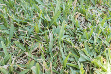 Garden uncut lawn in summerの写真素材