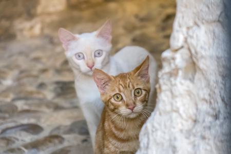 Two cats watching intentlyの写真素材