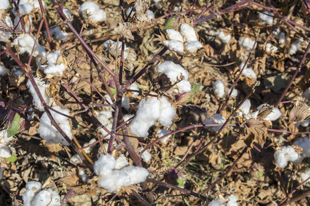 Cotton Plant Ready to Harvestの写真素材